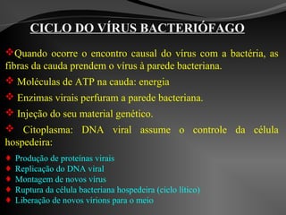 CICLO DO VÍRUS BACTERIÓFAGO
Quando ocorre o encontro causal do vírus com a bactéria, as
fibras da cauda prendem o vírus à parede bacteriana.
 Moléculas de ATP na cauda: energia
 Enzimas virais perfuram a parede bacteriana.
 Injeção do seu material genético.
 Citoplasma: DNA viral assume o controle da célula
hospedeira:
 Produção de proteínas virais
 Replicação do DNA viral
 Montagem de novos vírus
 Ruptura da célula bacteriana hospedeira (ciclo lítico)
 Liberação de novos vírions para o meio
 