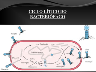 CICLO LÍTICO DO
BACTERIÓFAGO
 