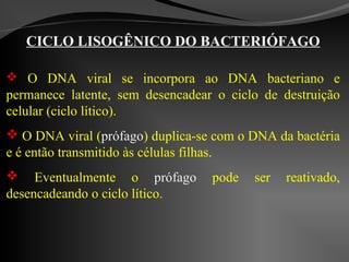 CICLO LISOGÊNICO DO BACTERIÓFAGO
 O DNA viral se incorpora ao DNA bacteriano e
permanece latente, sem desencadear o ciclo de destruição
celular (ciclo lítico).
 O DNA viral (prófago) duplica-se com o DNA da bactéria
e é então transmitido às células filhas.
 Eventualmente o prófago pode ser reativado,
desencadeando o ciclo lítico.
 