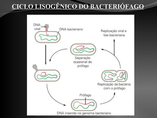 CICLO LISOGÊNICO DO BACTERIÓFAGO
 