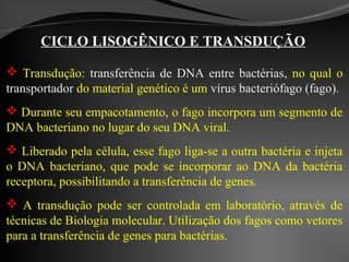 CICLO LISOGÊNICO E TRANSDUÇÃO
 Transdução: transferência de DNA entre bactérias, no qual o
transportador do material genético é um vírus bacteriófago (fago).
 Durante seu empacotamento, o fago incorpora um segmento de
DNA bacteriano no lugar do seu DNA viral.
 Liberado pela célula, esse fago liga-se a outra bactéria e injeta
o DNA bacteriano, que pode se incorporar ao DNA da bactéria
receptora, possibilitando a transferência de genes.
 A transdução pode ser controlada em laboratório, através de
técnicas de Biologia molecular. Utilização dos fagos como vetores
para a transferência de genes para bactérias.
 
