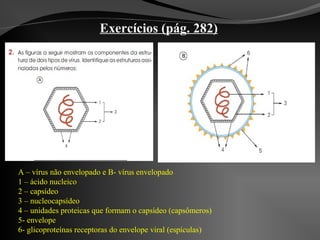 Exercícios (pág. 282)
A – vírus não envelopado e B- vírus envelopado
1 – ácido nucleico
2 – capsídeo
3 – nucleocapsídeo
4 – unidades proteicas que formam o capsídeo (capsômeros)
5- envelope
6- glicoproteínas receptoras do envelope viral (espículas)
 