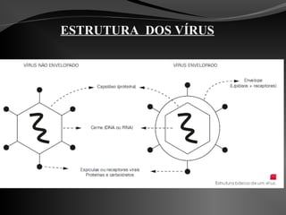 ESTRUTURA DOS VÍRUS
 