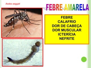 Aedes aegypti
FEBRE
CALAFRIO
DOR DE CABEÇA
DOR MUSCULAR
ICTERÍCIA
NEFRITE
 