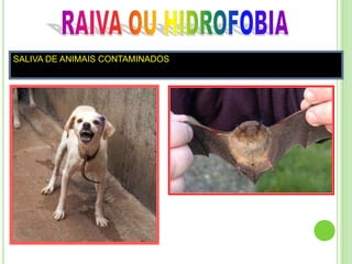 SALIVA DE ANIMAIS CONTAMINADOS
 