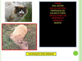 FEBRE
MAL ESTAR
SALIVA GROSSA
PERÍODOS DE
CALMA E FÚRIA
DIFICULDADE DE
RESPIRAR E
ENGOLIR
MORTE
VACINAÇÃO DOS ANIMAIS
 