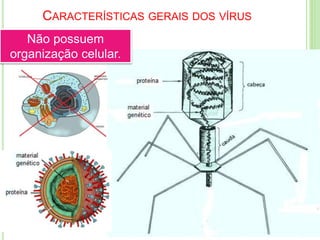 CARACTERÍSTICAS GERAIS DOS VÍRUS
Não possuem
organização celular.
 