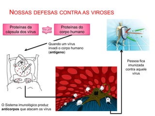 NOSSAS DEFESAS CONTRA AS VIROSES
Proteínas da
cápsula dos vírus
Proteínas do
corpo humano
Quando um vírus
invadi o corpo humano
(antígeno)
O Sistema imunológico produz
anticorpos que atacam os vírus
Pessoa fica
imunizada
contra aquele
vírus
 