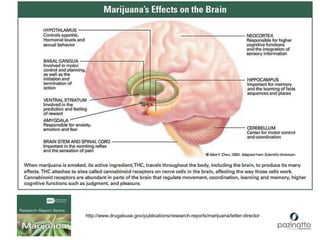 http://www.drugabuse.gov/publications/research-reports/marijuana/letter-director
 
