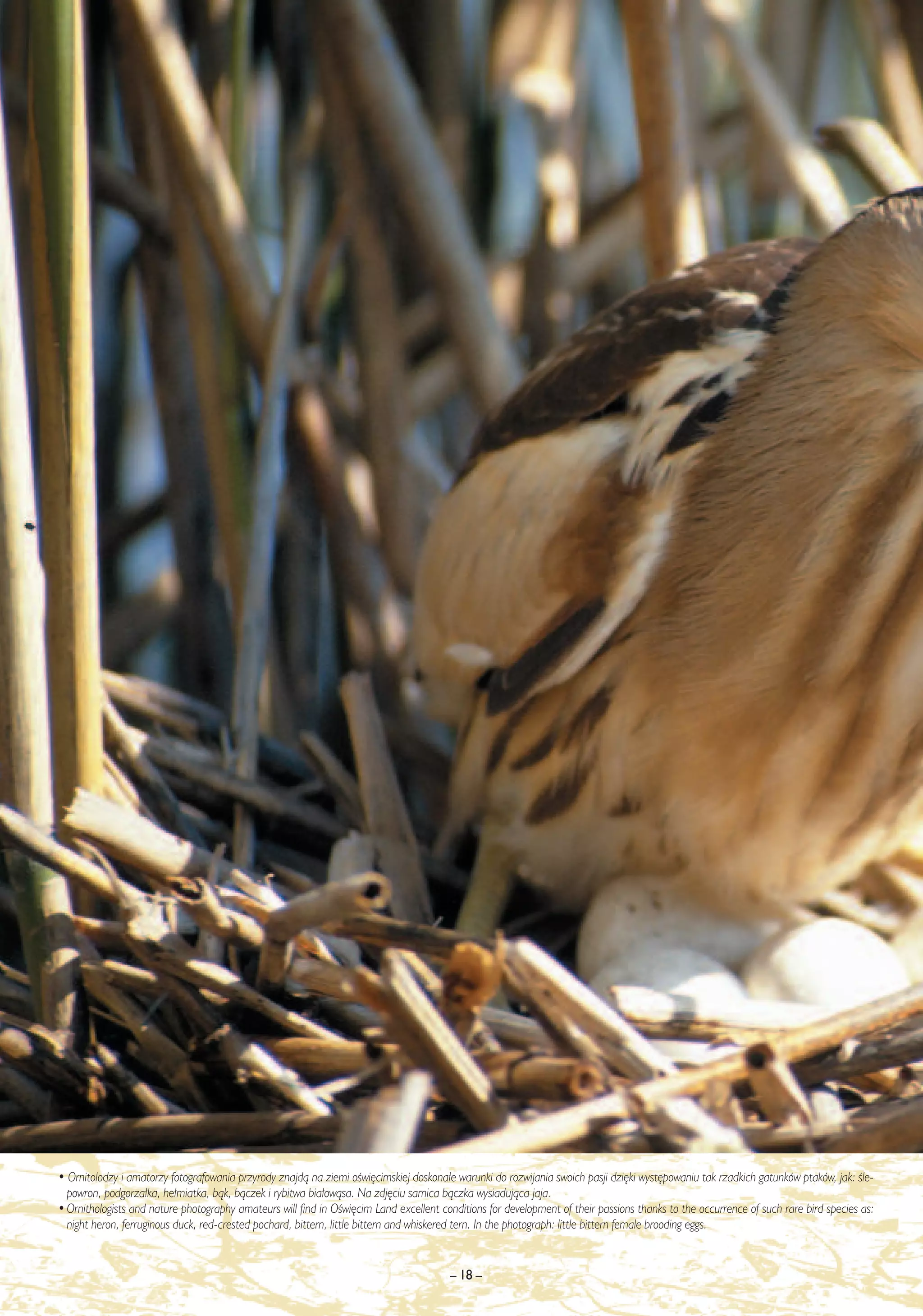 • Ornitolodzy i amatorzy fotografowania przyrody znajdà na ziemi oÊwi´cimskiej doskona∏e warunki do rozwijania swoich pasji dzi´ki wyst´powaniu tak rzadkich gatunków ptaków, jak: Êle-
  powron, podgorza∏ka, he∏miatka, bàk, bàczek i rybitwa bia∏owàsa. Na zdj´ciu samica bàczka wysiadujàca jaja.
• Ornithologists and nature photography amateurs will find in OÊwi´cim Land excellent conditions for development of their passions thanks to the occurrence of such rare bird species as:
  night heron, ferruginous duck, red-crested pochard, bittern, little bittern and whiskered tern. In the photograph: little bittern female brooding eggs.


                                                                                        – 18 –
 