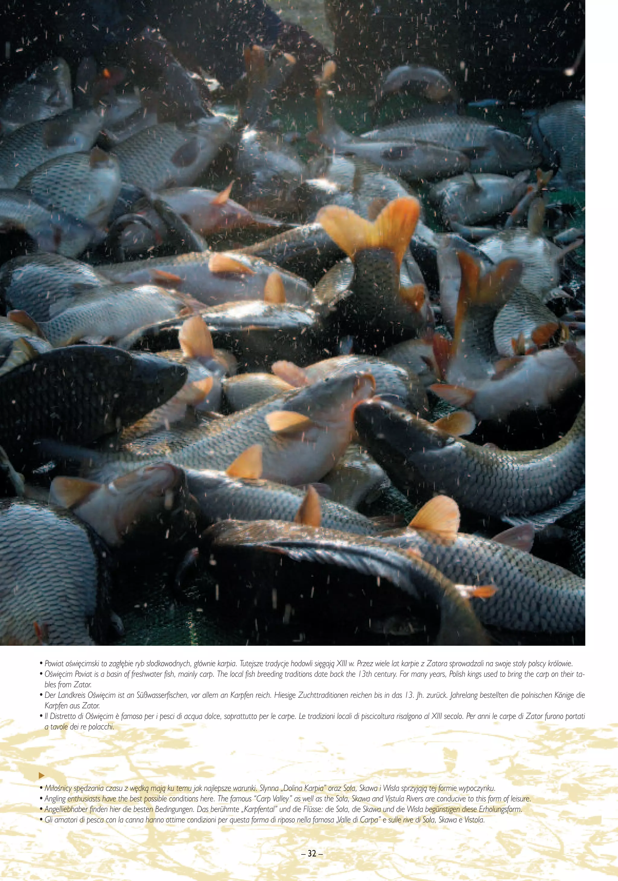 • Powiat oÊwi´cimski to zag∏´bie ryb s∏odkowodnych, g∏ównie karpia. Tutejsze tradycje hodowli si´gajà XIII w. Przez wiele lat karpie z Zatora sprowadzali na swoje sto∏y polscy królowie.
• OÊwi´cim Poviat is a basin of freshwater fish, mainly carp. The local fish breeding traditions date back the 13th century. For many years, Polish kings used to bring the carp on their ta-
  bles from Zator.
• Der Landkreis OÊwi´cim ist an Süßwasserfischen, vor allem an Karpfen reich. Hiesige Zuchttraditionen reichen bis in das 13. Jh. zurück. Jahrelang bestellten die polnischen Könige die
  Karpfen aus Zator.
• Il Distretto di OÊwi´cim ¯ famoso per i pesci di acqua dolce, soprattutto per le carpe. Le tradizioni locali di piscicoltura risalgono al XIII secolo. Per anni le carpe di Zator furono portati
  a tavole dei re polacchi.




• Mi∏oÊnicy sp´dzania czasu z w´dkà majà ku temu jak najlepsze warunki. S∏ynna „Dolina Karpia” oraz So∏a, Skawa i Wis∏a sprzyjajà tej formie wypoczynku.
• Angling enthusiasts have the best possible conditions here. The famous “Carp Valley” as well as the So∏a, Skawa and Vistula Rivers are conducive to this form of leisure.
• Angelliebhaber finden hier die besten Bedingungen. Das berühmte „Karpfental” und die Flüsse: die So∏a, die Skawa und die Wis∏a begünstigen diese Erholungsform.
• Gli amatori di pesca con la canna hanno ottime condizioni per questa forma di riposo nella famosa „Valle di Carpa” e sulle rive di So∏a, Skawa e Vistola.


                                                                                             – 32 –
 