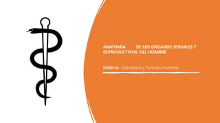 ANATOMÍA DE LOS ORGANOS SEXUALES Y
REPRODUCTIVOS DEL HOMBRE
Materia: Estructura y Función Humana.
 