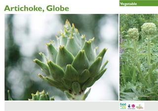 Artichoke, Globe

Vegetable

 