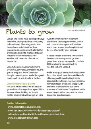 Plants to grow
Leaves and stems have developed ways
to combat drought such as silver, waxy
or hairy leaves. Choosing plants with
these characteristics rather than
struggling to continue with plants that
are less adaptable to highs and lows of
temperature and unpredictable
weather will save a lot of work and
heartache.
Sedum, houseleeks, alliums, berberis,
crocosmia, echinacea, cranesbill, iris, and
grasses are just a few of the many
drought tolerant plants available, a good
nursery will be able to advise further.

Choosing suitable plants
This doesn’t mean that we all have to
grow olives, although thats a possibility!
Its more about looking for ‘tough
cookie’ plants that will just get on with

it, and hunker down in inclement
conditions. Growing perennials, which
will come up every year, will use less
water than annual bedding plants and
be less affected by drier springs.
If those chosen are edible so much the
better – the more you can grow to
graze from in your own garden, the less
CO2 producing transport will be
needed to bring us food.
Herbs are a good example of an attractive
food plant which have the added benefit
of being good for pollinating insects,
especially bees.Chives, rosemary, oregano,
fennel and sage are all able to cope with
extremes in temperature due to the
structure of their leaves.They do not relish
water logged soil, so care must be taken
to provide good drainage.

Further information

• www.bethchatto.co.uk/gravel.html
• www.kew.org/science-conservation/save-seed-prosper/
millennium-seed-bank/visit-the-millennium-seed-bank/index
• www.pfaf.org/user/default.aspx
10

Above: Houseleek

 