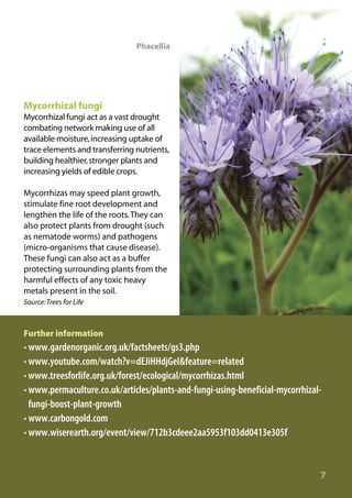 Phacellia

Mycorrhizal fungi
Mycorrhizal fungi act as a vast drought
combating network making use of all
available moisture, increasing uptake of
trace elements and transferring nutrients,
building healthier, stronger plants and
increasing yields of edible crops.
Mycorrhizas may speed plant growth,
stimulate fine root development and
lengthen the life of the roots.They can
also protect plants from drought (such
as nematode worms) and pathogens
(micro-organisms that cause disease).
These fungi can also act as a buffer
protecting surrounding plants from the
harmful effects of any toxic heavy
metals present in the soil.
Source: Trees for Life

Further information

• www.gardenorganic.org.uk/factsheets/gs3.php
• www.youtube.com/watch?v=dEJiHHdjGeI&feature=related
• www.treesforlife.org.uk/forest/ecological/mycorrhizas.html
• www.permaculture.co.uk/articles/plants-and-fungi-using-beneficial-mycorrhizalfungi-boost-plant-growth
• www.carbongold.com
• www.wiserearth.org/event/view/712b3cdeee2aa5953f103dd0413e305f

7

 