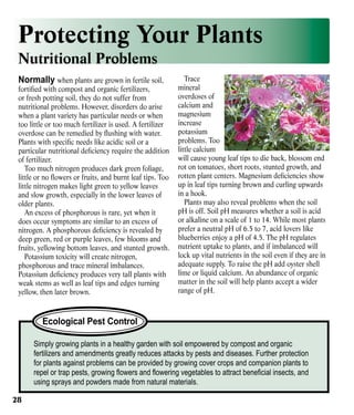 Protecting Your Plants
Nutritional Problems
Normally when plants are grown in fertile soil,

fortified with compost and organic fertilizers,
or fresh potting soil, they do not suffer from
nutritional problems. However, disorders do arise
when a plant variety has particular needs or when
too little or too much fertilizer is used. A fertilizer
overdose can be remedied by flushing with water.
Plants with specific needs like acidic soil or a
particular nutritional deficiency require the addition
of fertilizer.
Too much nitrogen produces dark green foliage,
little or no flowers or fruits, and burnt leaf tips. Too
little nitrogen makes light green to yellow leaves
and slow growth, especially in the lower leaves of
older plants.
An excess of phosphorous is rare, yet when it
does occur symptoms are similar to an excess of
nitrogen. A phosphorous deficiency is revealed by
deep green, red or purple leaves, few blooms and
fruits, yellowing bottom leaves, and stunted growth.
Potassium toxicity will create nitrogen,
phosphorous and trace mineral imbalances.
Potassium deficiency produces very tall plants with
weak stems as well as leaf tips and edges turning
yellow, then later brown.

Trace
mineral
overdoses of
calcium and
magnesium
increase
potassium
problems. Too
little calcium
will cause young leaf tips to die back, blossom end
rot on tomatoes, short roots, stunted growth, and
rotten plant centers. Magnesium deficiencies show
up in leaf tips turning brown and curling upwards
in a hook.
Plants may also reveal problems when the soil
pH is off. Soil pH measures whether a soil is acid
or alkaline on a scale of 1 to 14. While most plants
prefer a neutral pH of 6.5 to 7, acid lovers like
blueberries enjoy a pH of 4.5. The pH regulates
nutrient uptake to plants, and if imbalanced will
lock up vital nutrients in the soil even if they are in
adequate supply. To raise the pH add oyster shell
lime or liquid calcium. An abundance of organic
matter in the soil will help plants accept a wider
range of pH.

Ecological Pest Control
Simply growing plants in a healthy garden with soil empowered by compost and organic
fertilizers and amendments greatly reduces attacks by pests and diseases. Further protection
for plants against problems can be provided by growing cover crops and companion plants to
repel or trap pests, growing flowers and flowering vegetables to attract beneficial insects, and
using sprays and powders made from natural materials.
28

 