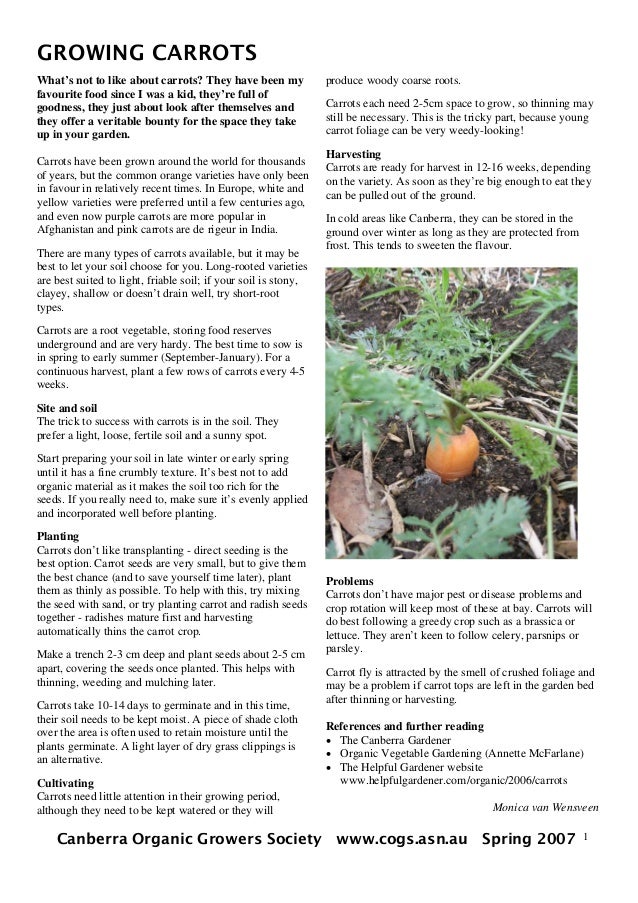 Growing Carrots Organically Canberra, Australia