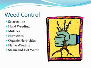 Mulching and Weed Control ~ University of Idaho | PDF