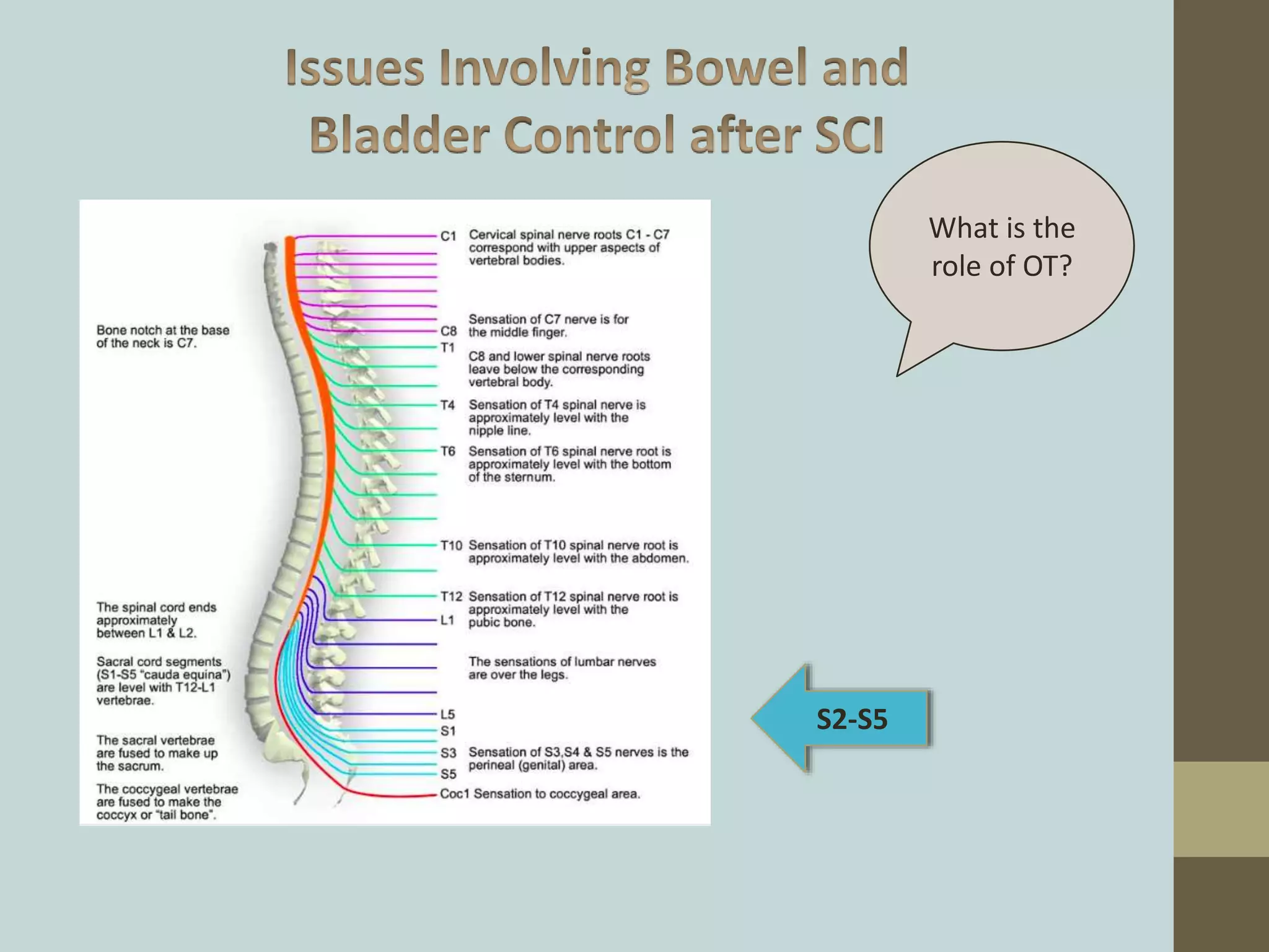 What is the
role of OT?
S2-S5
 