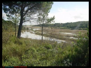 [in  www.alambi.net  OTA2006»»SlideShare] 