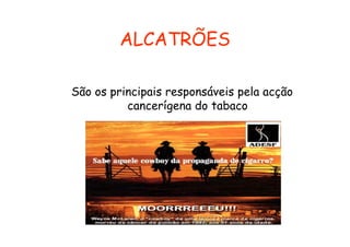 ALCATRÕES
São os principais responsáveis pela acção
cancerígena do tabaco

 