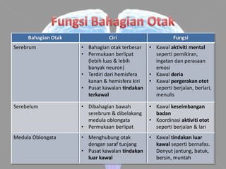 Bahagian Otak             Ciri                       Fungsi
Serebrum             • Bahagian otak terbesar   • Kawal aktiviti mental
                     • Permukaan berlipat         seperti pemikiran,
                       (lebih luas & lebih        ingatan dan perasaan
                       banyak neuron)             emosi
                     • Terdiri dari hemisfera   • Kawal deria
                       kanan & hemisfera kiri   • Kawal pergerakan otot
                     • Pusat kawalan tindakan     seperti berjalan, berlari,
                       terkawal                   menulis

Serebelum            • Dibahagian bawah         • Kawal keseimbangan
                       serebrum & dibelakang      badan
                       medula oblongata         • Koordinasi aktiviti otot
                     • Permukaan berlipat         seperti berjalan & lari
Medula Oblongata     • Menghubung otak          • Kawal tindakan luar
                       dengan saraf tunjang       kawal seperti bernafas.
                     • Pusat kawalan tindakan     Denyut jantung, batuk,
                       luar kawal                 bersin, muntah
 