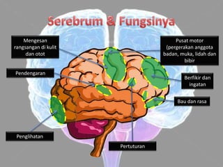Mengesan                            Pusat motor
rangsangan di kulit                 (pergerakan anggota
     dan otot                      badan, muka, lidah dan
                                            bibir

Pendengaran
                                           Berfikir dan
                                             ingatan


                                        Bau dan rasa




 Penglihatan
                      Pertuturan
 