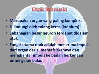 • Merupakan organ yang paling kompleks
• Dilindungi oleh tulang keras (kranium)
• Sebahagian besar neuron terdapat didalam
  otak
• Fungsi utama otak adalah menerima impuls
  dari organ deria, mentafsirkannya dan
  menghantar impuls ke badan berkenaan
  untuk gerak balas
 