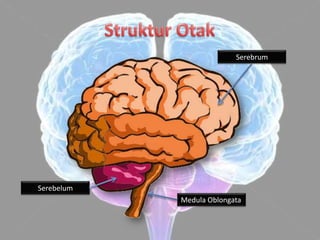 Serebrum




Serebelum
            Medula Oblongata
 