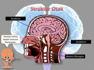 Serebrum




Keratan rentas
kepala manusia
 Takutnyeee..             Serebelum




                  Medula Oblongata
 