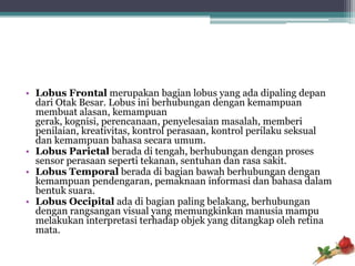 • Lobus Frontal merupakan bagian lobus yang ada dipaling depan
  dari Otak Besar. Lobus ini berhubungan dengan kemampuan
  membuat alasan, kemampuan
  gerak, kognisi, perencanaan, penyelesaian masalah, memberi
  penilaian, kreativitas, kontrol perasaan, kontrol perilaku seksual
  dan kemampuan bahasa secara umum.
• Lobus Parietal berada di tengah, berhubungan dengan proses
  sensor perasaan seperti tekanan, sentuhan dan rasa sakit.
• Lobus Temporal berada di bagian bawah berhubungan dengan
  kemampuan pendengaran, pemaknaan informasi dan bahasa dalam
  bentuk suara.
• Lobus Occipital ada di bagian paling belakang, berhubungan
  dengan rangsangan visual yang memungkinkan manusia mampu
  melakukan interpretasi terhadap objek yang ditangkap oleh retina
  mata.
 