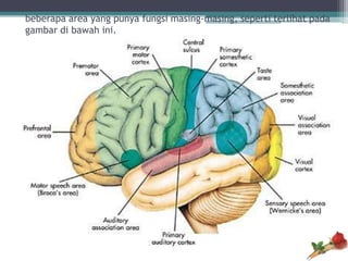 Apabila diuraikan lebih detail, setiap lobus masih bisa dibagi menjadi
beberapa area yang punya fungsi masing-masing, seperti terlihat pada
gambar di bawah ini.
 