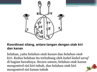 Koordinasi silang, antara tangan dengan otak kiri
dan kanan
belahan, yaitu belahan otak kanan dan belahan otak
kiri. Kedua belahan itu terhubung oleh kabel-kabel saraf
di bagian bawahnya. Secara umum, belahan otak kanan
mengontrol sisi kiri tubuh, dan belahan otak kiri
mengontrol sisi kanan tubuh
 