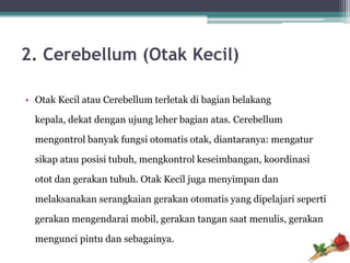 2. Cerebellum (Otak Kecil)

• Otak Kecil atau Cerebellum terletak di bagian belakang

  kepala, dekat dengan ujung leher bagian atas. Cerebellum

  mengontrol banyak fungsi otomatis otak, diantaranya: mengatur

  sikap atau posisi tubuh, mengkontrol keseimbangan, koordinasi

  otot dan gerakan tubuh. Otak Kecil juga menyimpan dan

  melaksanakan serangkaian gerakan otomatis yang dipelajari seperti

  gerakan mengendarai mobil, gerakan tangan saat menulis, gerakan

  mengunci pintu dan sebagainya.
 