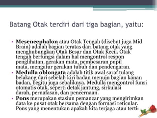 Batang Otak terdiri dari tiga bagian, yaitu:

• Mesencephalon atau Otak Tengah (disebut juga Mid
  Brain) adalah bagian teratas dari batang otak yang
  menghubungkan Otak Besar dan Otak Kecil. Otak
  tengah berfungsi dalam hal mengontrol respon
  penglihatan, gerakan mata, pembesaran pupil
  mata, mengatur gerakan tubuh dan pendengaran.
• Medulla oblongata adalah titik awal saraf tulang
  belakang dari sebelah kiri badan menuju bagian kanan
  badan, begitu juga sebaliknya. Medulla mengontrol funsi
  otomatis otak, seperti detak jantung, sirkulasi
  darah, pernafasan, dan pencernaan.
• Pons merupakan stasiun pemancar yang mengirimkan
  data ke pusat otak bersama dengan formasi reticular.
  Pons yang menentukan apakah kita terjaga atau tertidur
 