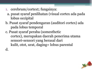 1. cerebrum/cortext; fungsinya:
 a. pusat syaraf penlihatan (visual cortex ada pada
    lobus occipital
b. Pusat syaraf pendengaran (auditori cortex) ada
    pada lobus temporal
c. Pusat syaraf peraba (somesthetic
    cortex), merupakan daerah penerima utama
    sensori-sensori yang berasal dari
    kulit, otot, urat, daging= lobus parental
d.
 