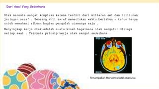 Dari Awal Yang Sederhana
Otak manusia sangat kompleks karena terdiri dari miliaran sel dan triliunan
jaringan saraf . Seorang ahli saraf memerlukan waktu bertahun – tahun hanya
untuk memahami ribuan bagian pengolah utamanya saja .
Menyingkap kerja otak adalah suatu kisah bagaimana otak mengatur dirinya
setiap saat . Ternyata prinsip kerja otak sangat sederhana .
Penampakan Horizontal otak manusia
 