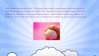 Otak manusis mempunyai berat 1,4 kilogram atau hampir sama dengan sekantong besar buah
apel .Ukurannya juga ternyata tak terlalu besar . Hanya sebesar dua kepalan tangan. Warnanya
agak merah muda dan keriput seperti kacang kenari . Analisis kimia menyingkap bahwa otak
terdiri dari 78% air, 10% lemak, 8% protein, 1% karbohidrat, 1% garam, dan 2% penyusun-penyusun kecil.
 