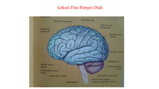 Lokasi Dan Fungsi Otak
 