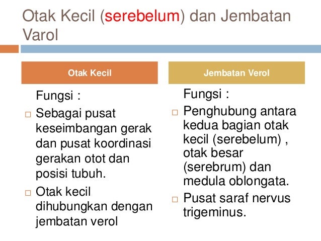 Download 95 Gambar Fungsi Otak Besar Keren Gratis HD