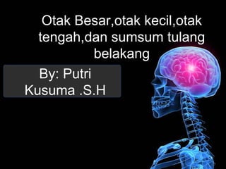 Otak Besar,otak kecil,otak
  tengah,dan sumsum tulang
            belakang
  By: Putri
Kusuma .S.H
 