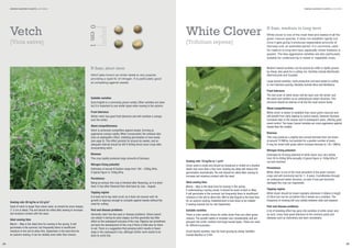 GREEN MANURE PLANTS LEGUMES

[Vicia sativa]

0 cm 1

Vetch

GREEN MANURE PLANTS LEGUMES

White Clover
[Trifolium repens]

N fixer, short term

Large leaved varieties: most productive and best suited to cutting
or non intensive grazing. Varieties include Alice and Barblanca.
Frost tolerance
The leaf cover of white clover will die back over the winter, and
the plant over-winters as an underground stolon structure. This
structure should be tolerant of all but the most severe frosts.

Suitable varieties
Early English is a commonly grown variety. Other varieties are sown
but it is important to use winter types when sowing in the autumn.

Weed competitiveness
White clover is slower to establish than some green manures and
will beneﬁt from early topping to control weeds. However biomass
increases later in the season and in subsequent years, offering good
weed control. The larger leaved varieties are more aggressive against
weeds than the smaller.

Frost tolerance
Winter vetch has good frost tolerance and will maintain a canopy
over the winter.
Weed competitiveness
Vetch is extremely competitive against weeds, forming an
aggressive canopy rapidly. When incorporated, the residues also
have an allelopathic effect, inhibiting germination of new seeds
(see page 9). This effect persists for around six weeks, and an
adequate interval should be left if drilling direct sown crops after
incorporating vetch.

Nitrogen ﬁxing potential
Estimates of annual N ﬁxation range from 100 – 250kg N/ha.
A typical ﬁgure is 150kg N/ha.
Persistence
Being an annual, this crop is ﬁnished after ﬂowering, so it is short
lived. It has often ﬂowered then died back by July – August.

Sowing rate: 85 kg/ha or 8.5 g/m2
Seed of vetch is larger than clover seed, so should be sown deeper,
(1-2 cm is ideal). The soil should be rolled after sowing to increase
soil moisture contact with the seed.
Ideal sowing time
March – May is the ideal time for sowing in the spring. It will
germinate in the summer, but frequently there is insufﬁcient
moisture in the soil to allow this. September is the best time for
an autumn sowing. It can be reliably sown later than clovers.
24

Topping regime
It is best not to top vetch at all, as it does not recover well. Its
growth is vigorous enough to compete against weeds without the
need for cutting.
Pest and disease problems
Generally vetch has few pest or disease problems. Sitona weevil
can attack it during its early stages, but this generally has little
effect on the subsequent success of the crop. Pigeons can sometimes
set back the development of the crop if there is little else for them
to eat. There is a suggestion that growing vetch results in fewer
slugs in the subsequent crop, although further work needs to be
done to verify this.

White clover is one of the most tried and tested of all the
green manure species. It does not establish rapidly but
once it gets going it produces respectable amounts of
biomass over an extended period. It is commonly used
for medium to long term leys, especially where livestock is
grazed. The less aggressive varieties are also particularly
suitable for undersowing in cereal or vegetable crops.

Medium leaved varieties: can be grazed by cattle or lightly grazed
by sheep, also good for a cutting mix. Varieties include AberHerald,
AberConcorde and Crusader.

Vetch (also known as winter tares) is very popular,
providing a rapid ﬁx of nitrogen. It is particularly good
at competing against weeds.

Biomass
This crop rapidly produces large amounts of biomass.

N fixer, medium to long term

Biomass
This crop produces a slightly less annual biomass than red clover
at around 7t DM/ha, but persists for a greater number of years.
It may be mixed with grass which increase biomass to 13t+ DM/ha.

Sowing rate: 10 kg/ha or 1 g/m2
Clover seed is small and should be broadcast or drilled at a shallow
depth (not more than a few mm). Sowing too deep will reduce the
germination dramatically. The soil should be rolled after sowing to
increase soil moisture contact with the seed.
Ideal sowing time
March – May is the ideal time for sowing in the spring.
If undersowing a spring cereal, it should be sown in April or May.
It will germinate in the summer, but frequently there is insufﬁcient
moisture in the soil to allow this. Mid to late August is the best time
for an autumn sowing. Establishment is less likely to be reliable
if sowing extends too far into September.
Suitable varieties
There is more variety choice for white clover than any other green
manure. The growth habits of varieties vary considerably, and are
grouped into small, medium and large leaved types. These are used
for different purposes:

Nitrogen ﬁxing potential
Estimates for N ﬁxing potential of white clover vary very widely
from 50 to 450kg N/ha annually. A typical ﬁgure is 150kg N/ha if
cut and mulched.
Persistence
White clover is one of the most persistent of the green manure
crops and will commonly last for 7– 8 years. It proliferates through
an underground stolon structure, so even if one part becomes
damaged the crop can regenerate.
Topping regime
White clover should be mown regularly whenever it attains a height
of 30cm but can be cut before this if weeds are a problem. The
frequency of mowing will vary widely between sites and seasons.
Pest and disease problems
A lot of breeding effort has gone into varieties of white clover and,
as such, many have good tolerance to the common pests and
diseases such as Sclerotinia and stem nematodes.

Small leaved varieties: best for hard grazing by sheep. Varieties
include AberAce or S184.
25

 