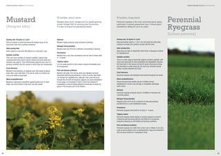 GREEN MANURE PLANTS NON-LEGUMES

Mustard
[Sinapsis alba]

GREEN MANURE PLANTS NON-LEGUMES

N holder, short term

N holder, long term

Mustard does not ﬁx nitrogen but is a rapidly growing
annual nitrogen lifter for growing over the summer.
It is also very good at suppressing weeds.

Perennial ryegrass is the most commonly grown grass,
particularly in grazed grass/clover leys. It shows good
persistence, lasting for up to six years.

Perennial
Ryegrass
[Lolium perenne]

Sowing rate: 20 kg/ha or 2 g/m2
Seed of mustard is small and should be shallow sown at not
more than a few mm or surface broadcast.
Ideal sowing time
Either autumn or any time after March as a short term crop.
Suitable varieties
There are many varieties of mustard available. Caliente type
mustards have been bred to reduce various soil borne pests and
diseases (see page 9). Their effectiveness depends very much on
growing conditions and the manner in which they are incorporated.
Frost tolerance
Mustard’s frost tolerance is relatively poor, with leaves breaking
down after a few mild frosts. This can be useful as it allows the
crop to be easily incorporated.
Weed competitiveness
Mustard is vigorously competitive against weeds from an early
stage, and most mustard crops have very few weeds.

Biomass
Mustard rapidly produces large amounts of biomass
Nitrogen ﬁxing potential
Mustard does not ﬁx N but is effective at preventing it leaching.
Persistence
Mustard has a very short persistence and can start to ﬂower after
4 – 6 weeks.
Topping regime
It is not usual practice to top mustard, except immediately prior
to incorporation.
Pest and disease problems
Mustard will suffer from all the pests and diseases normally
associated with growing brassicas. If sown in spring, ﬂea beetle
can hamper the establishment, although most crops will grow
through this. As with all brassicas, pigeons can cause devastation
at any stage. It is important to bear in mind that mustard is
susceptible to clubroot (Plasmodiophora brassicae) so should be
grown in the brassica part of the rotation.

Sowing rate: 35 kg/ha or 3 g/m2
Ideal germination depth is 1-2cm. The soil should be rolled after
sowing to increase soil moisture contact with the seed.
Ideal sowing time
Ideal times are April or September when there is adequate moisture
for establishment.
Suitable varieties
There is a wide range of perennial ryegrass varieties available, with
many bred especially for their palatability and digestibility. Varieties
that seed later in the season are best for green manuring as these
are less likely to create issues for the next crop. Varieties include
Calibra, Twystar, Aberdart and Tivoli.
Frost tolerance
Perennial ryegrass will withstand most frosts throughout the winter.
Weed competitiveness
Annual and perennial weeds may be a problem during
establishment, but the crop will gain a competitive advantage
when mown.
Biomass
Perennial ryegrass produces around 13t DM/ha of biomass over
a growing season.
Nitrogen ﬁxing potential
Ryegrass does not ﬁx N but is effective at reducing leaching,
provided there is a well established canopy.
Persistence
Perennial ryegrass will persist for at least 5 – 6 years.
Topping regime
Perennial ryegrass needs topping or grazing regularly to prevent
it ﬂowering and becoming stemmy and difﬁcult to incorporate.
Frequency depends on soil fertility and growing conditions.
Pest and disease problems
Perennial ryegrass can suffer from crown rust or mildew. It can also
build up pest problems such as leatherjackets, slugs and wireworms
that can pose problems in subsequent crops.

32

33

 