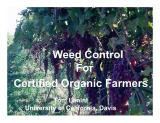 Weed Control
For
Certified Organic Farmers
Tom Lanini
University of California, Davis

 