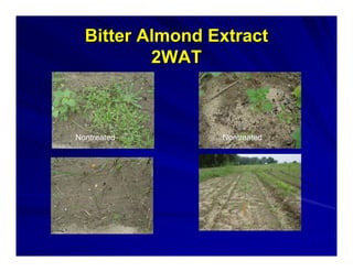 Bitter Almond Extract
2WAT

Nontreated

Nontreated

 