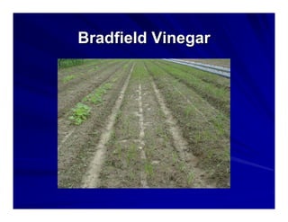 Bradfield Vinegar

 