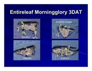 Entireleaf Morningglory 3DAT
Bradfield Vinegar

BurnOut

Nontreated
Weeditol

Nontreated
Matran 2

 