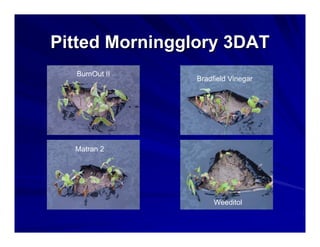 Pitted Morningglory 3DAT
BurnOut II

Matran 2

Bradfield Vinegar

Matran II

Weeditol

 