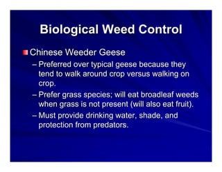 Biological Weed Control
Chinese Weeder Geese
– Preferred over typical geese because they
tend to walk around crop versus walking on
crop.
– Prefer grass species; will eat broadleaf weeds
when grass is not present (will also eat fruit).
– Must provide drinking water, shade, and
protection from predators.

 