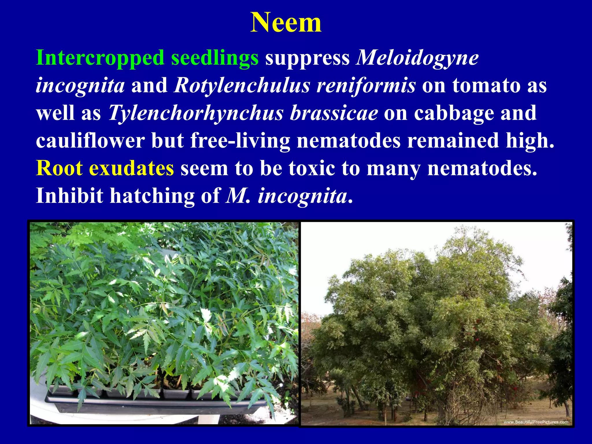 Neem
Intercropped seedlings suppress Meloidogyne
incognita and Rotylenchulus reniformis on tomato as
well as Tylenchorhynchus brassicae on cabbage and
cauliflower but free-living nematodes remained high.
Root exudates seem to be toxic to many nematodes.
Inhibit hatching of M. incognita.

 